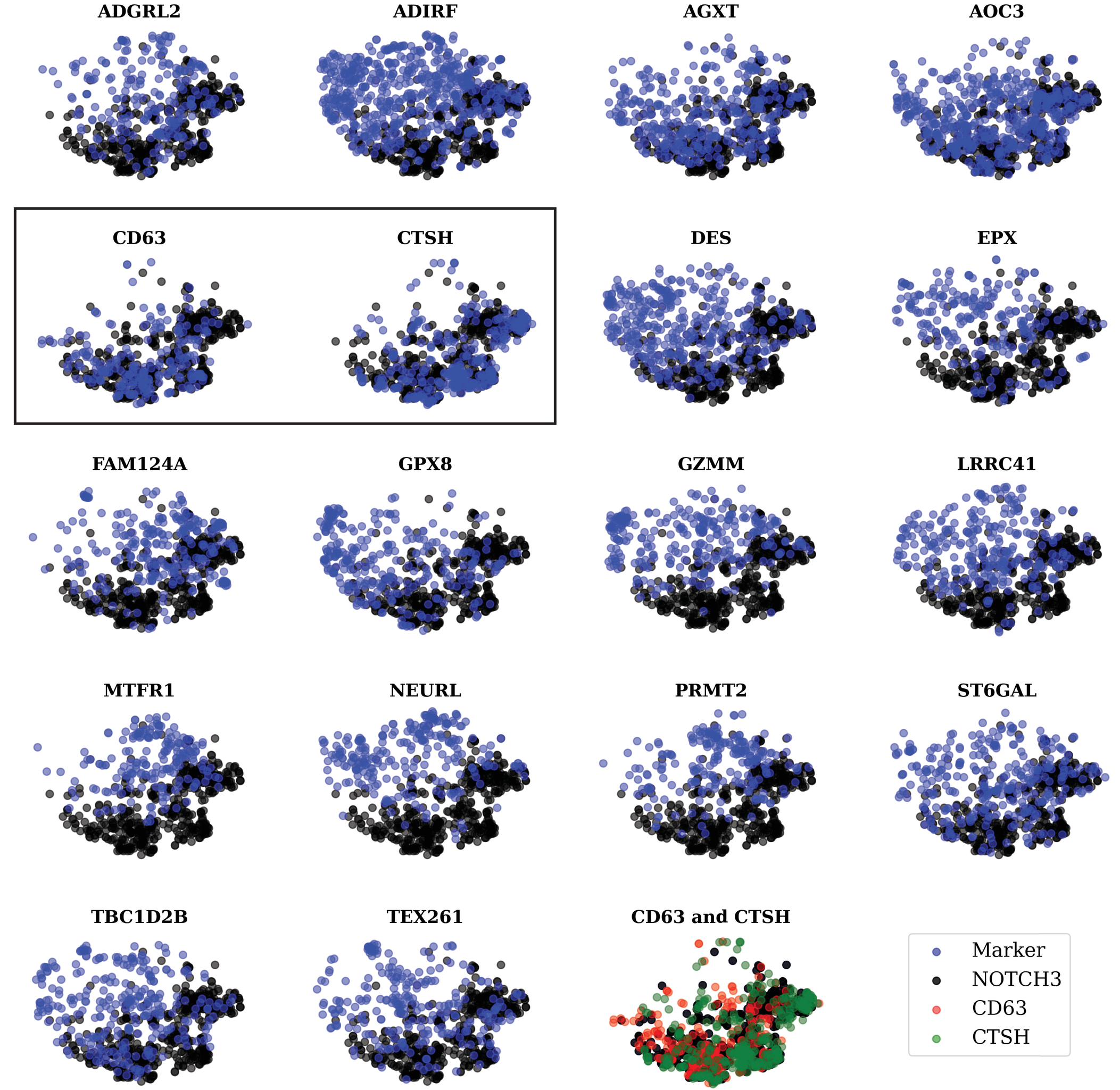 Figure from Concentration of non-myocyte proteins in arterial media of cerebral autosomal dominant arteriopathy with subcortical infarcts and leukoencephalopathy